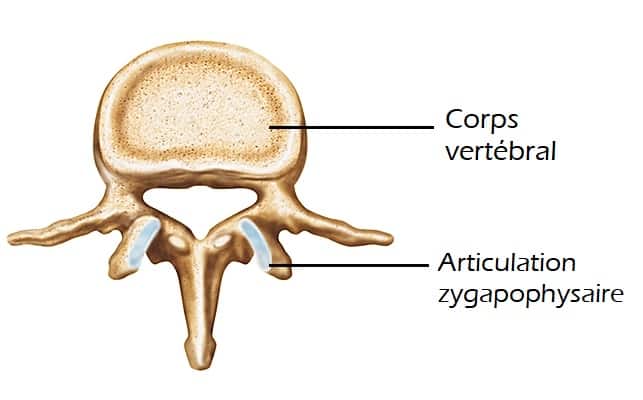 1002243-Vertèbre_lombaire Anatomie d'une vertèbre lombaire