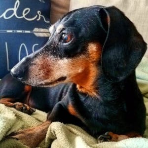 Buster-night-before-surgery-300x300