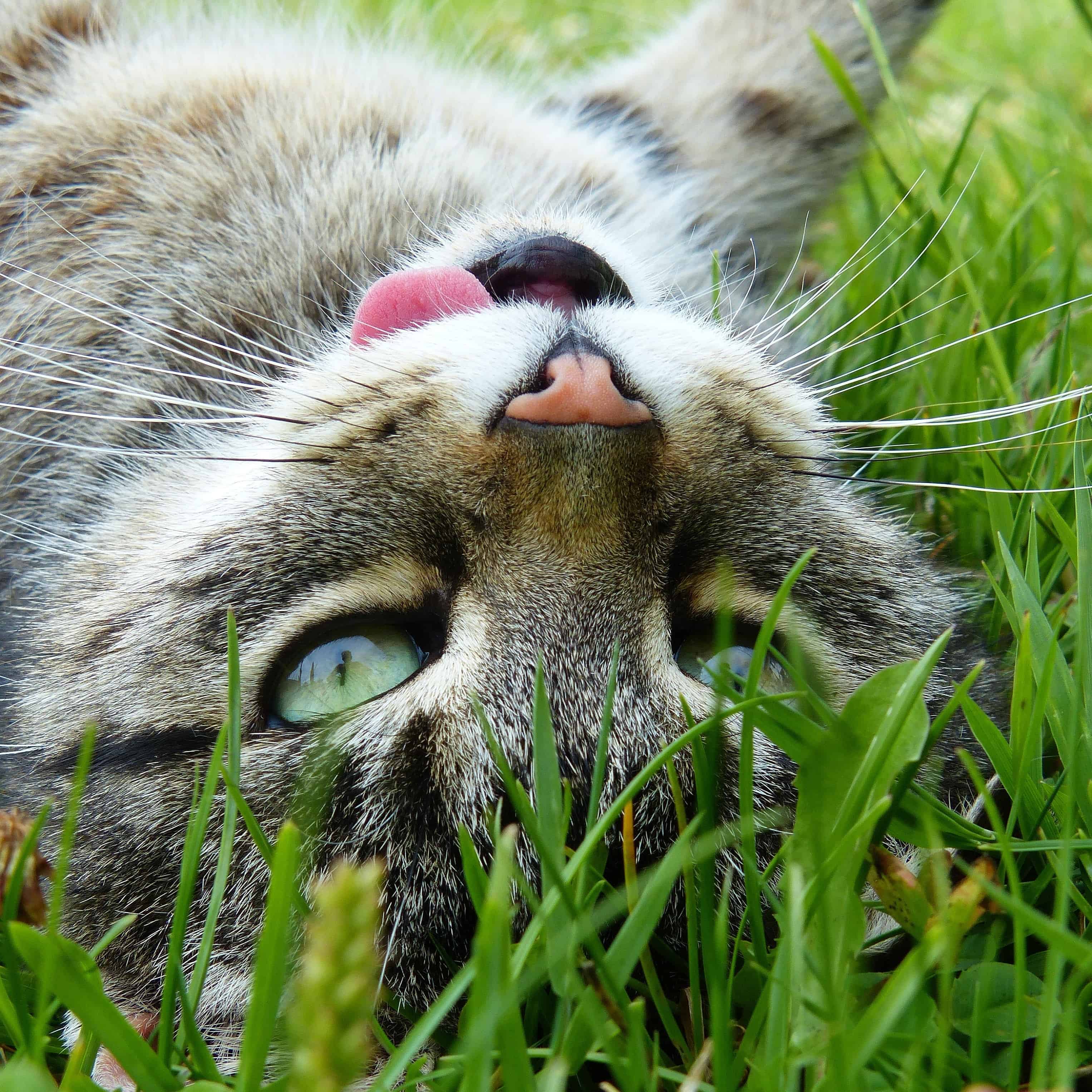 animal-cat-close-up-160722