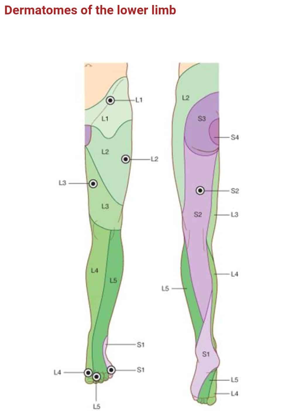 dermatomemembreinf