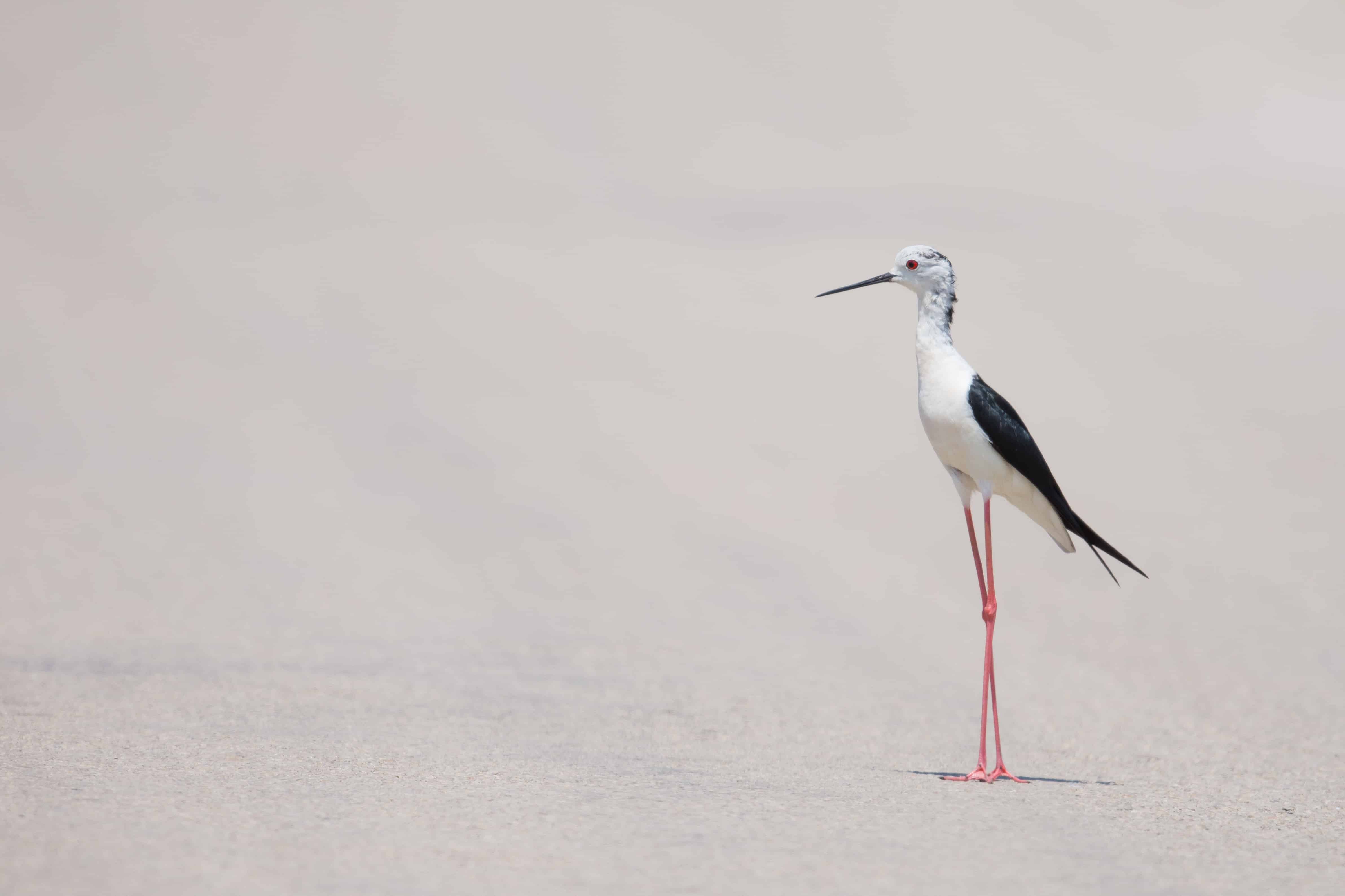 dirk-jan-van-roest-27466-unsplash