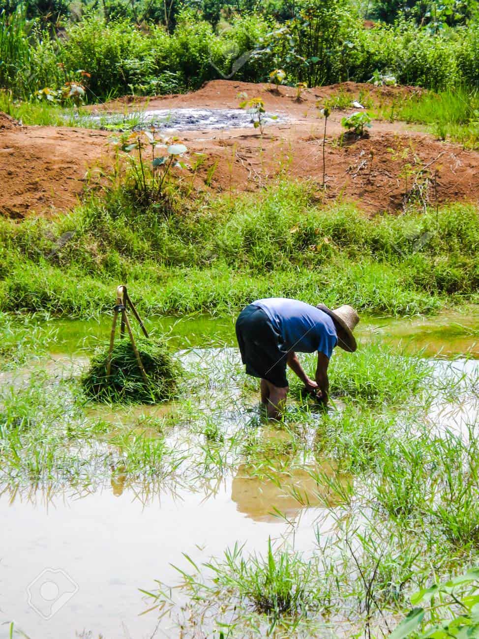 70167352-chinese-rice-farmer-picking-rice