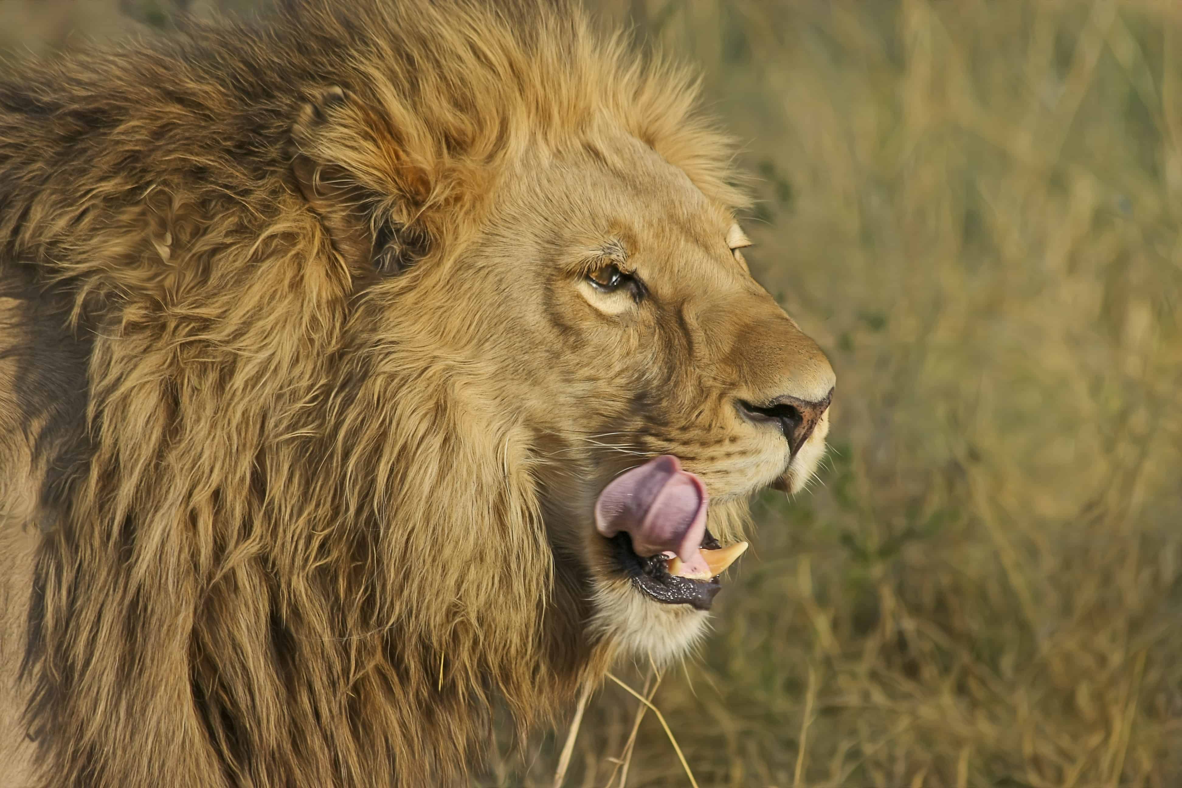 animal-animal-photography-lion-46522 Lion qui se lèche les babines- stress et mal de dos